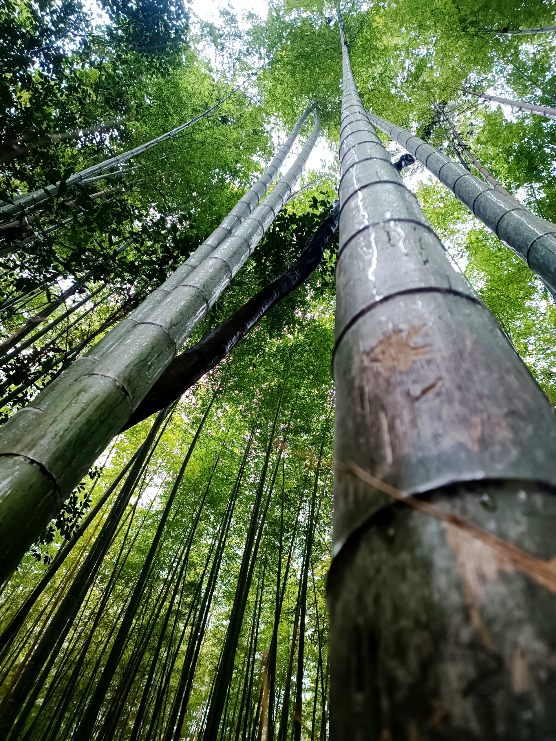 piante di bambù in cina