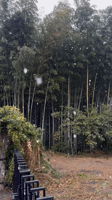 gif foresta di bambù neve