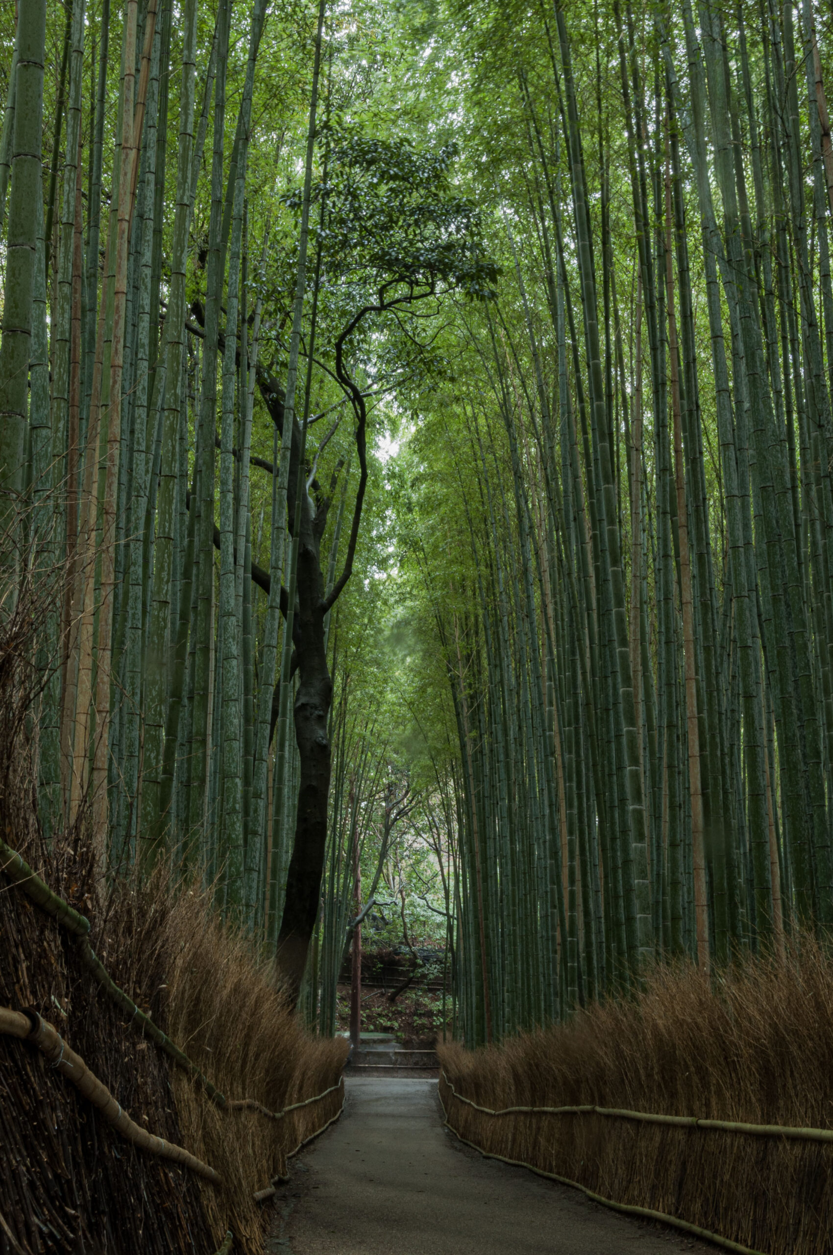 foresti di bambù Arashiyama